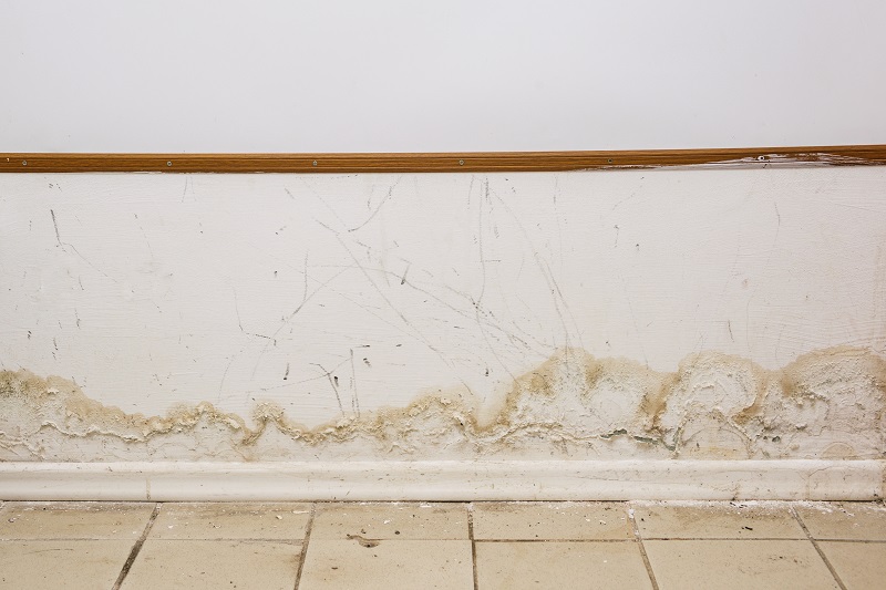 Black mold growth on an interior wall after water damage
