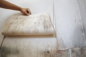 Mold in Walls Tampa