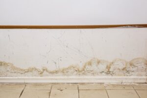 Mold Companies Tampa