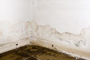 Mold Specialists