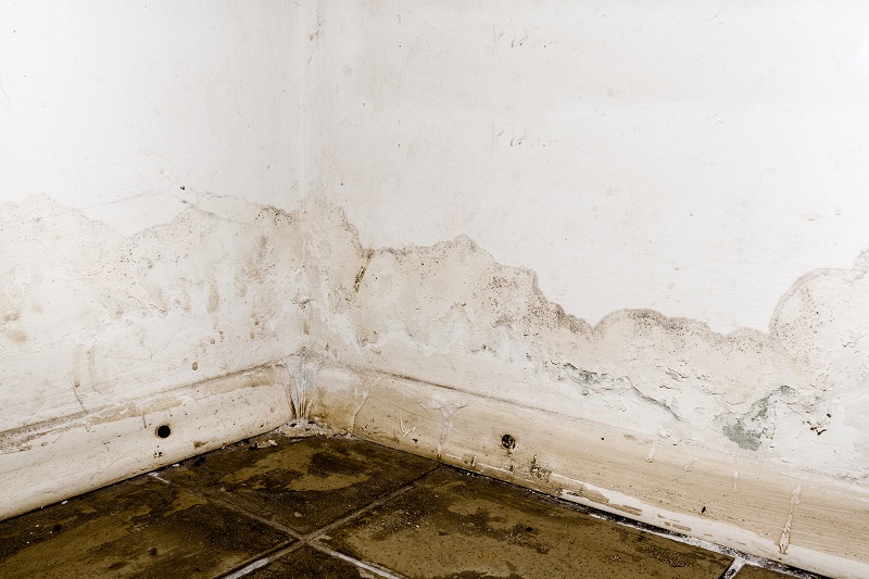 Mold Specialists