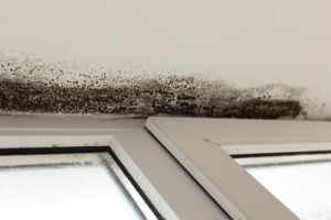 Mold Damage