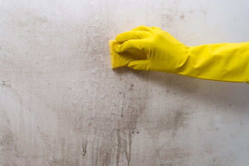 Mold Specialist