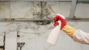 Mold Removal Companies